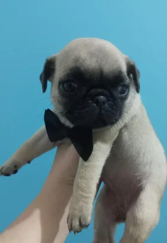 Pug machinho