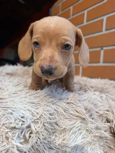 Dachshund macho olhos azuis 10x sem juros 
