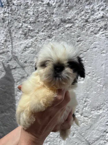 Filhote de Shih Tzu