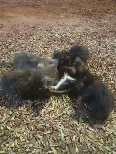 Doação de gatos