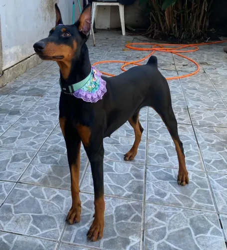 Dobermann fêmea para cruza