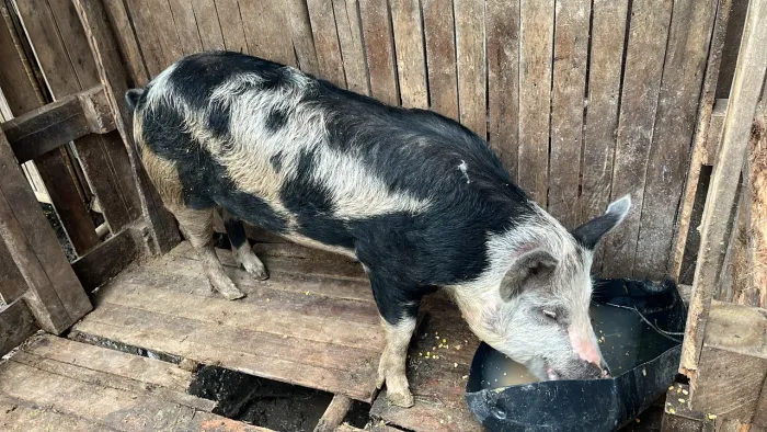 Porco castrado