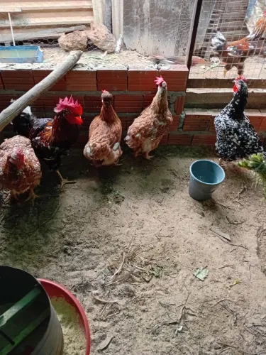 Galinha sertaneja balão