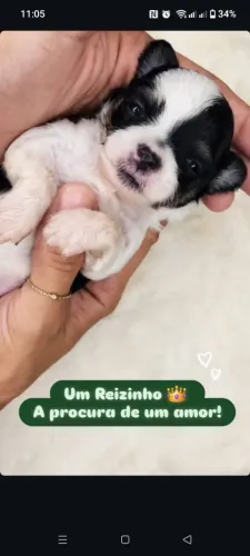 Macho chihuahua