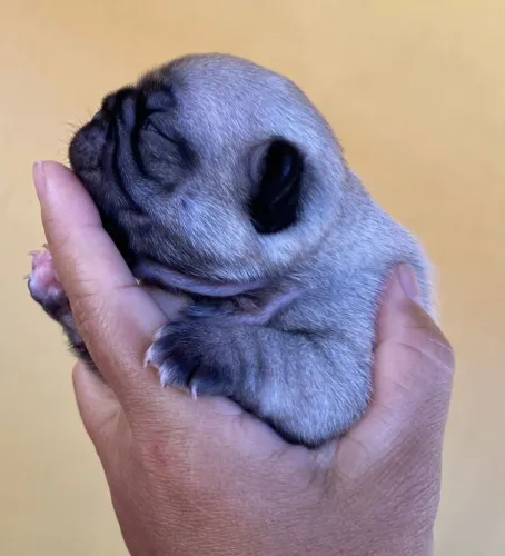 Pug mine