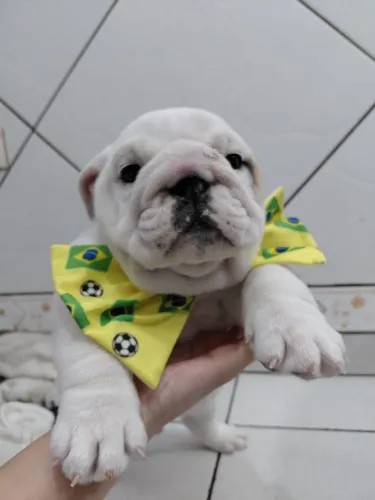 Filhotes de Bulldog Ingles