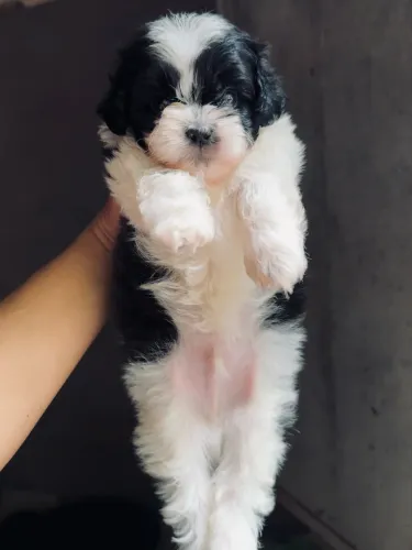 Filhotes Shih tzu 