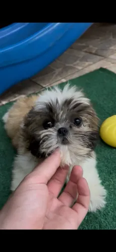 Shih tzu fêmea promoção