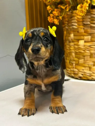 Dachshund arlequim