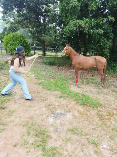 Égua Manga Larga