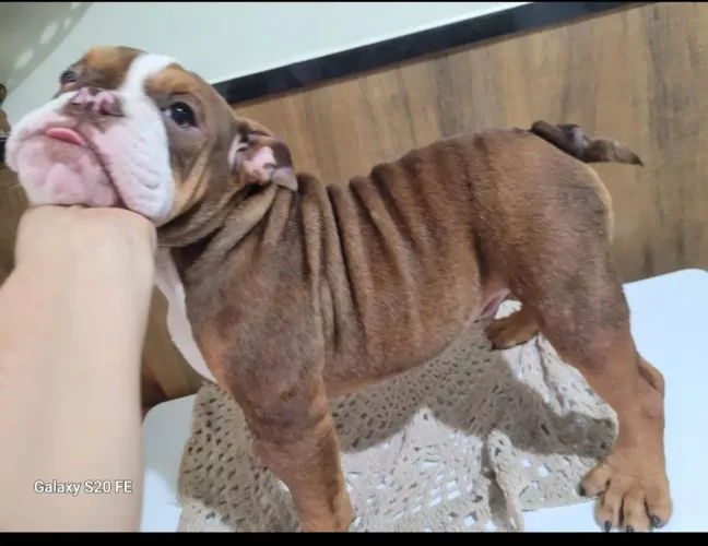 Buldogue Inglês 
