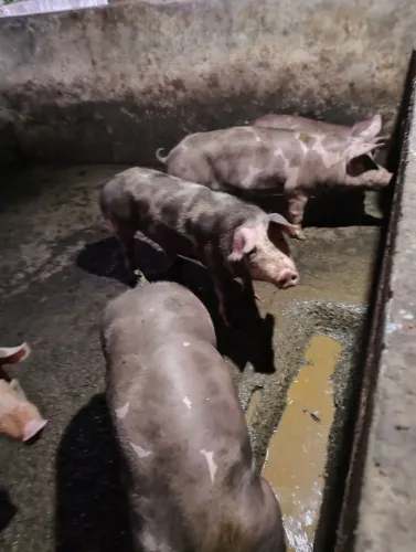 Leitoa Pietrain PO