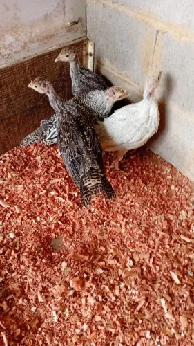 Vendo filhotes de peru