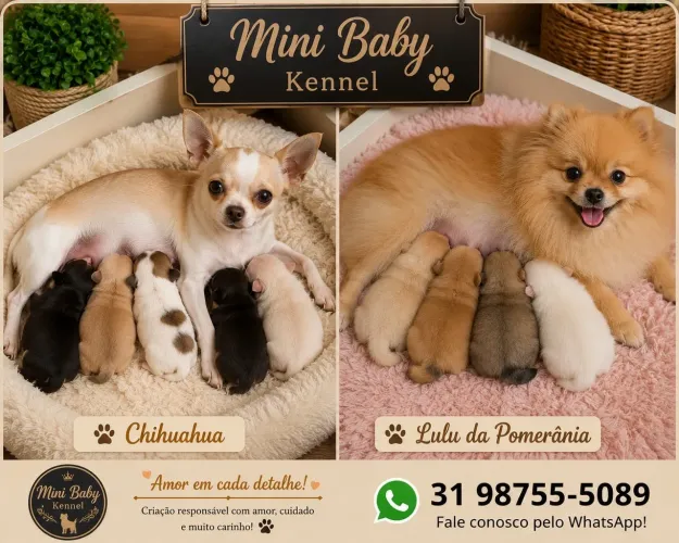 Filhotes de chihuahua disponíveis