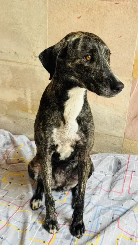 ADOÇÃO, vermifugada, vacinada, fêmea, super dócil, inteligente,