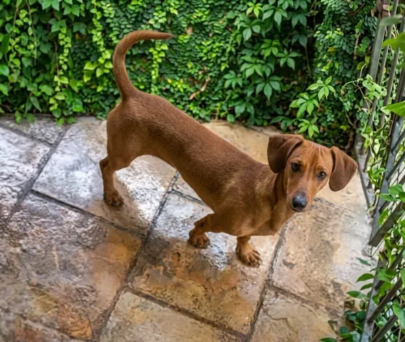 Dachshund Fêmea (1 ano e 8 meses) - Precinho pra vender rápido pessoal