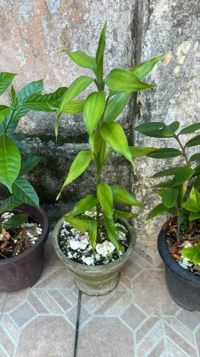 Planta bambu da sorte 