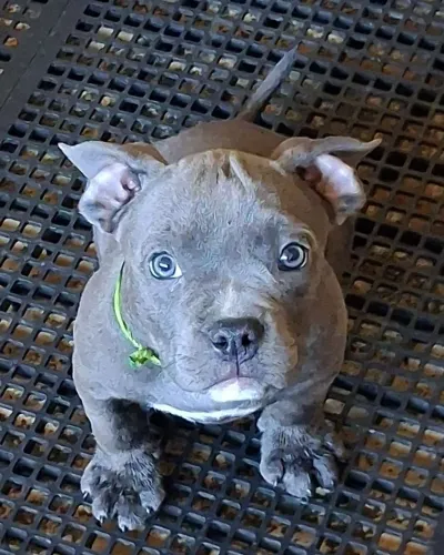 American Bully