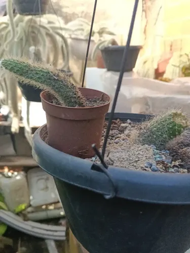 Vedo mudas de cactos rabo de macaco Aparti de 10 reais