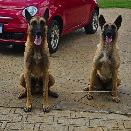 Venda de filhotes Pastor Malinois Foto dos Pais.