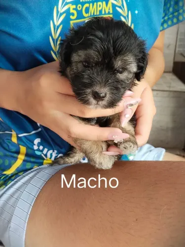 Vendo esses Cachorro Poodle