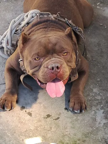 Vendo um lindo cão da raça exótic bully