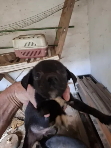 Filhotes de cachorros para doação 