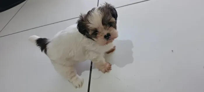 Vendo filhotes de Shih Tzu fêmeas e machos 