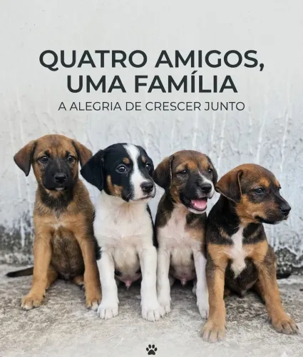 Doação de 5 cachorrinhos