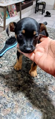 Pinscher macho n.1