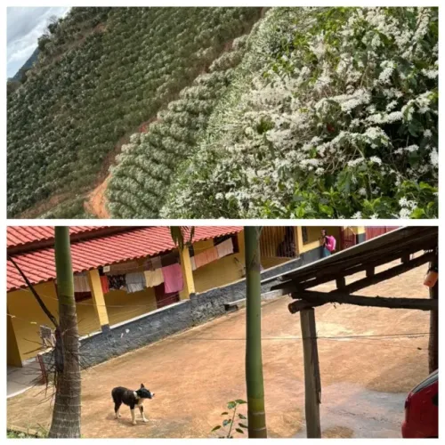 30 mil pés de café 2 casas 10 hectares