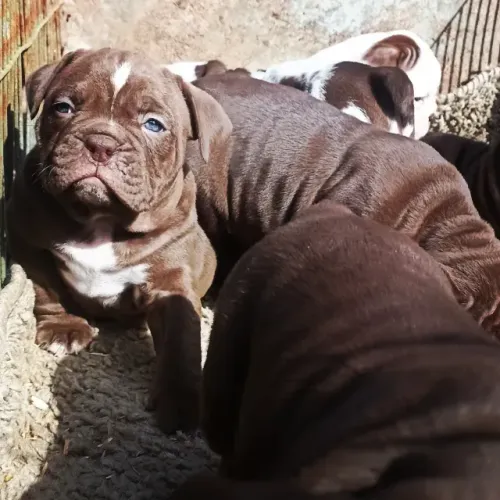 Buldogue Campeiro 