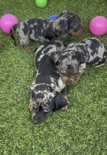 Dachshund: Fotos, Vídeos e Informações da Ninhada Atual