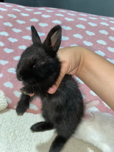 Filhote COELHO PET criado na mamadeira