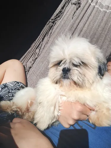 Macho de Shitzu