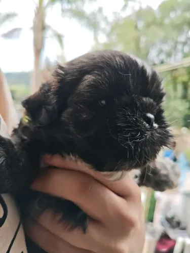 Temos 3 Filhotes Machos de Shih Tzu disponíveis!