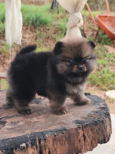 SPITz alemão anão