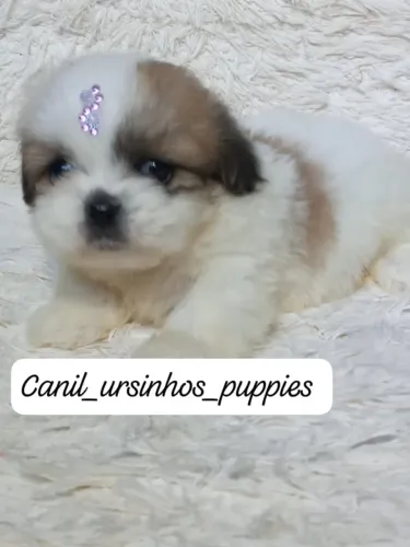 Lhasa apso perfeitos bebes pronta entrega