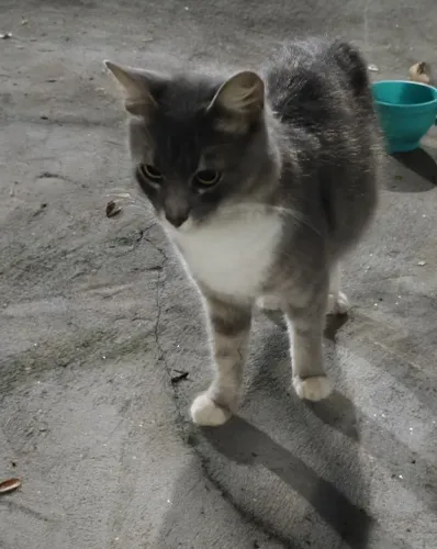 Gatinha para adoção