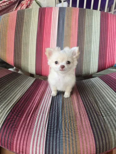 Chihuahua Fêmea Bibelozinha Pelo longo 7 meses toda Vacinada com Pedigree! Aceito cartão