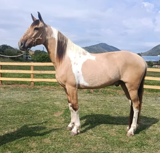 Cavalo pampa marcha picada