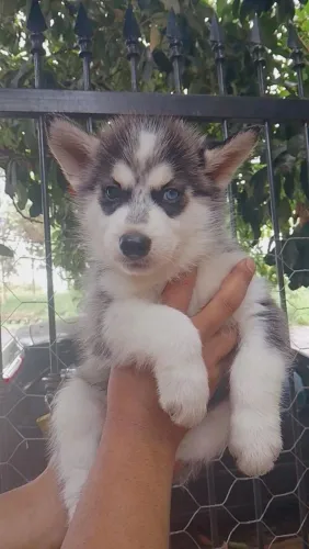 Filhote de Husky