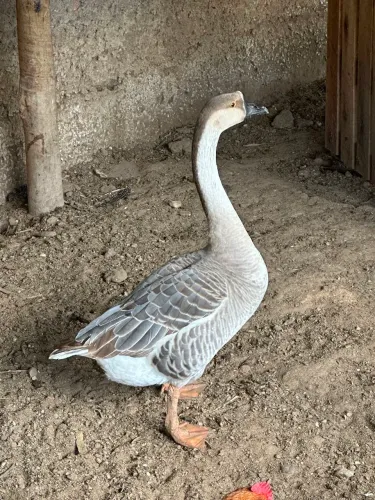 Vendo ganso fêmea sinaleiro chinês