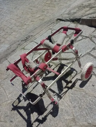 Andador pediátrico para cáes
