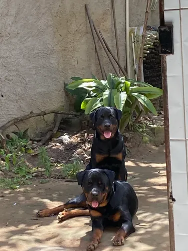 Filhote de Rottweiler Cabeça de touro