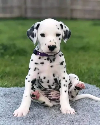Filhotes De Dálmata - Nada Como Um Amor Puro De Um Cãozinho