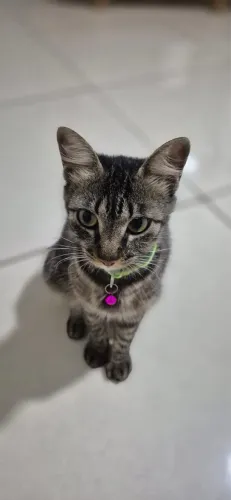 Gatinha Adoção conciente