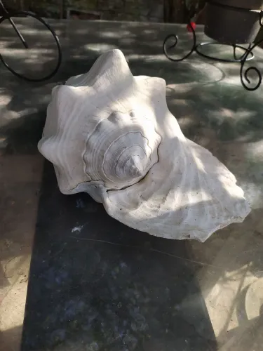 Concha do mar 