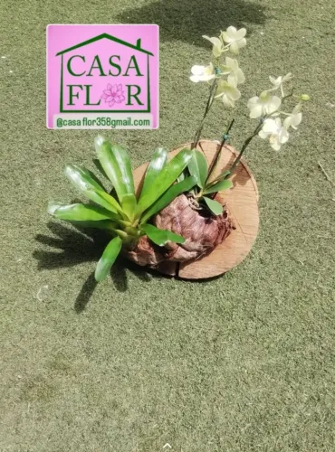 Orquídea no vaso e na bolacha de madeira