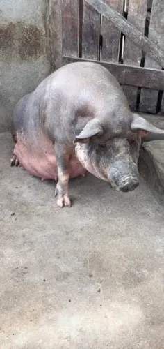 Vendo leitão vivo, R$3,99 o kilo vivo e R$5,99 o kilo vivo, de 12 a 15 kilos